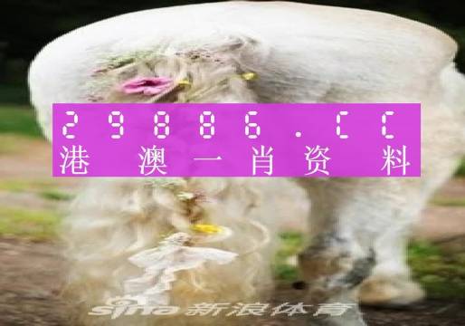 今晚必中一肖一碼四不像,效率資料解釋落實_入門版2.362